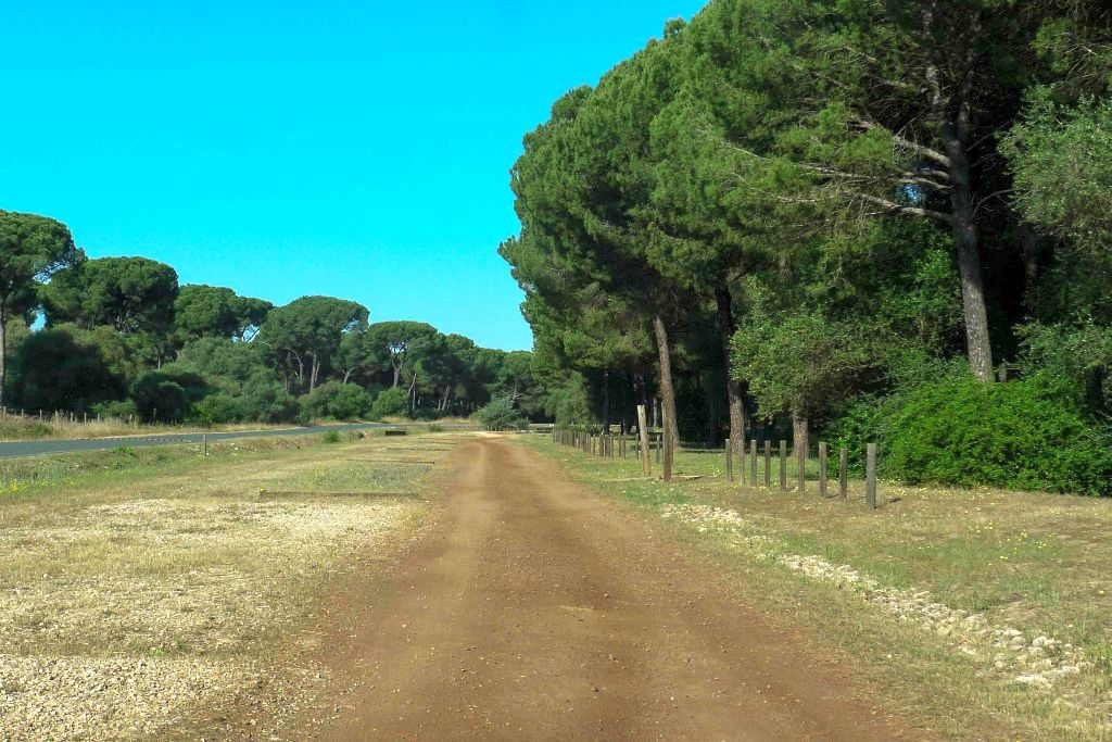 Imagen de los pinares de la Puebla del Río. Imagen e la Junta de Andalucía.
