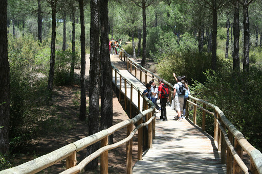 Pinares de Aznalcázar.