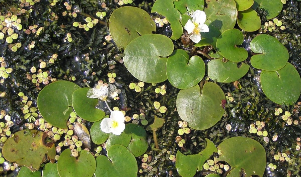 La Hydrocharis laevigata. Royal Botanic Gardens Kew