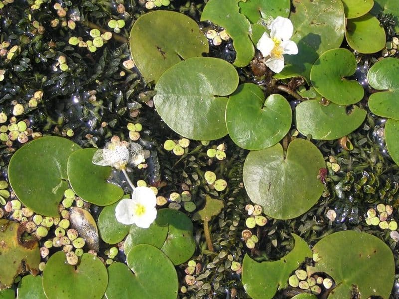 La Hydrocharis laevigata. Royal Botanic Gardens Kew