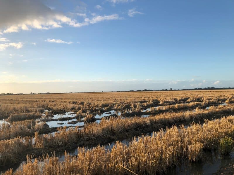 Campos arroceros de la provincia.