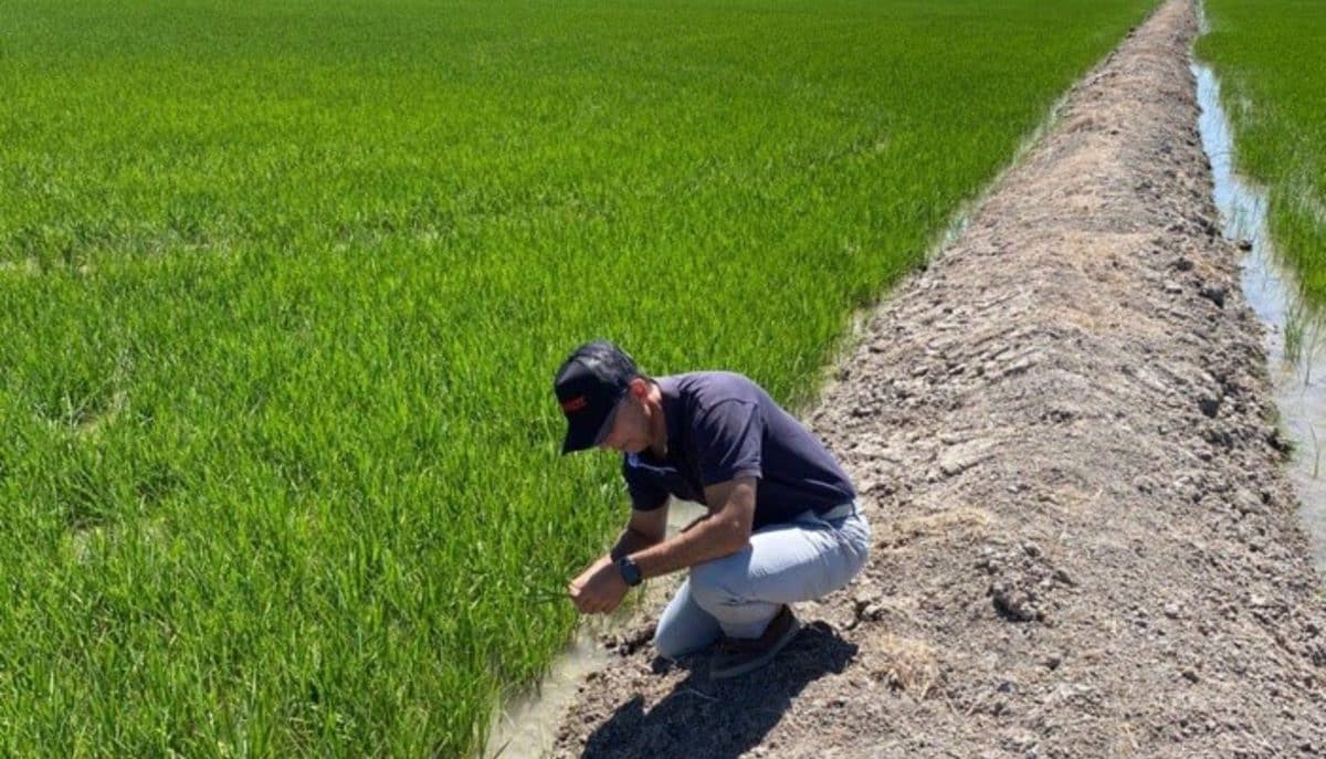 Un operario comprobando el estado del cultivo de arroz en la provincia