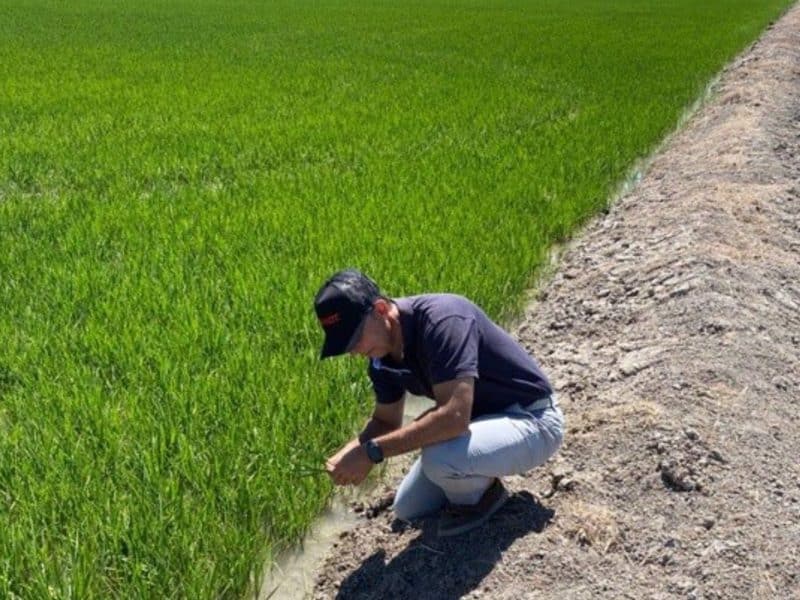 Un operario comprobando el estado del cultivo de arroz en la provincia