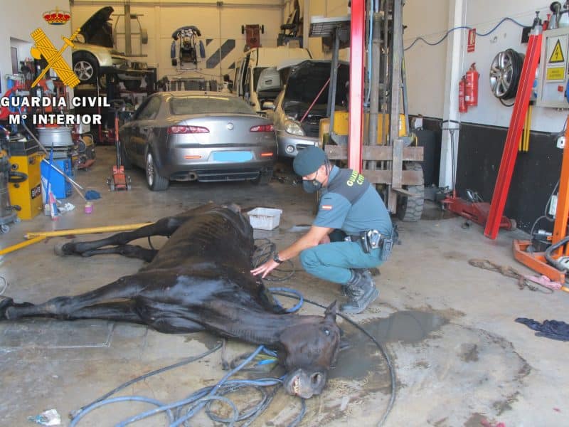 Caballo encontrado por la Guardia Civil en el taller.