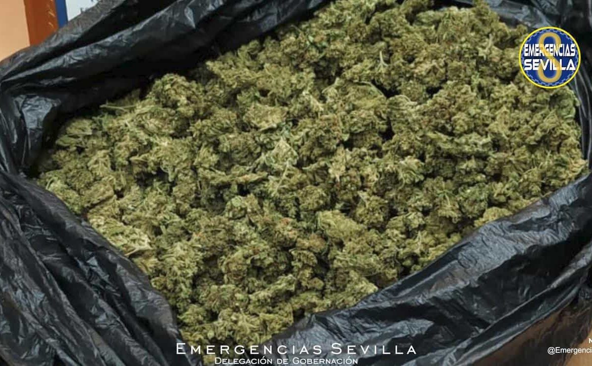 Marihuana requisada / ES