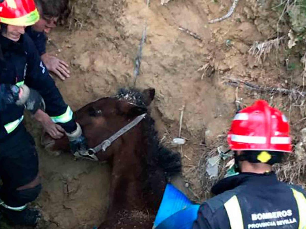 Caballo rescatado en la Albaida