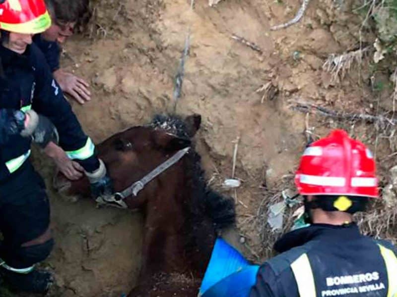 Caballo rescatado en la Albaida