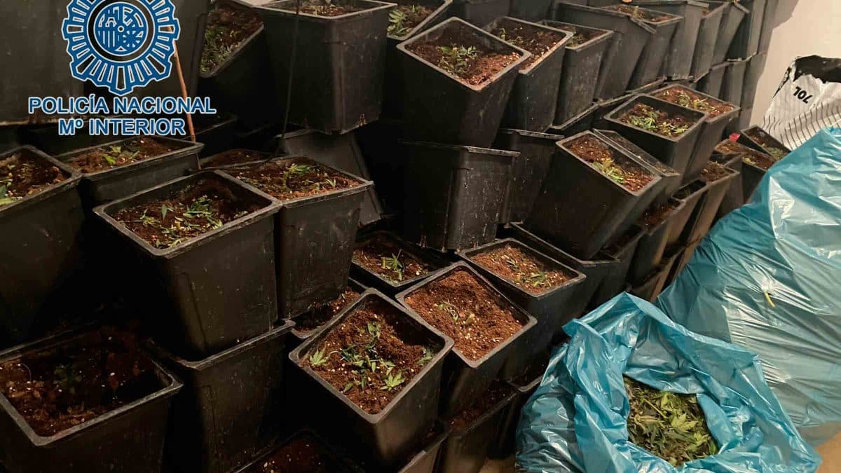 Operación de la Policía Nacional contra el cultivo de Marihuana en el barrio de La Pañoleta de Camas / AD