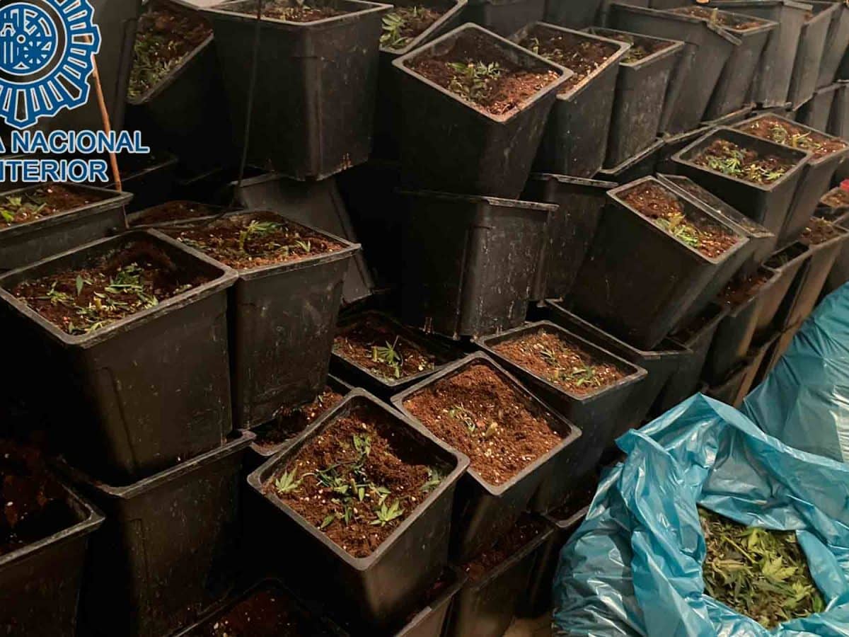 Operación de la Policía Nacional contra el cultivo de Marihuana en el barrio de La Pañoleta de Camas / AD