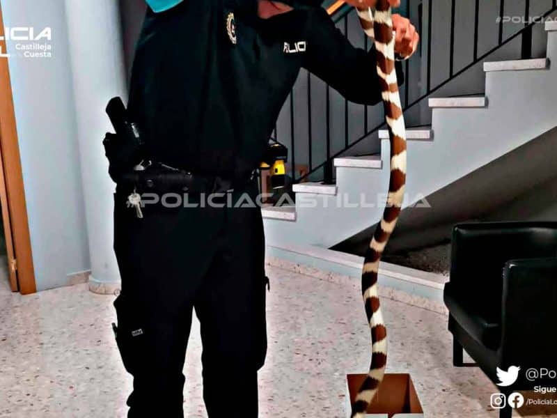 Imagen de la capturación de una serpiente en Castilleja de la Cuesta / AD