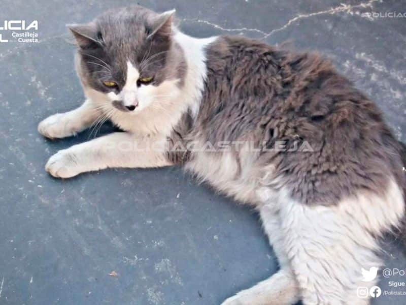 Imagen del gato perdido en Castilleja de la Cuesta / AD