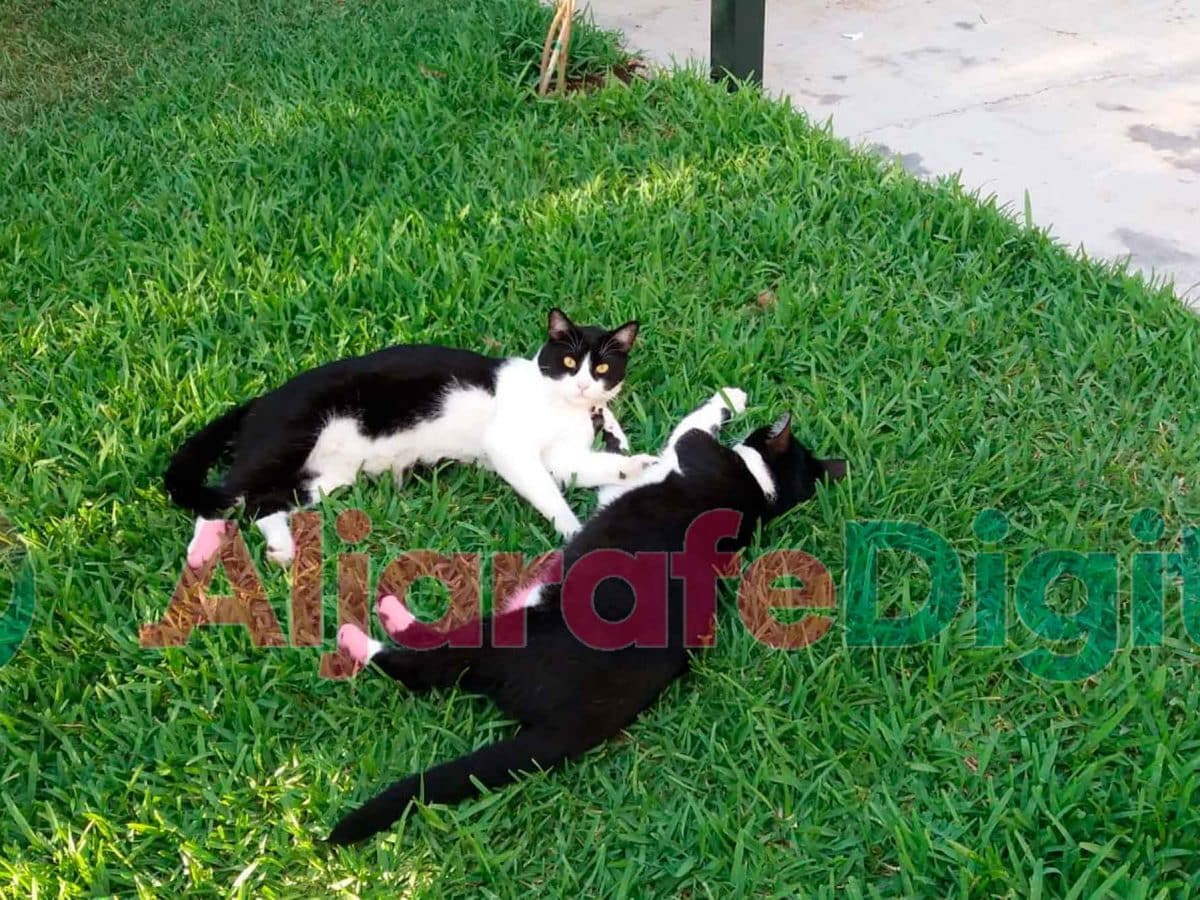 Colonia de gatos en el Aljarafe / Clara Fajardo