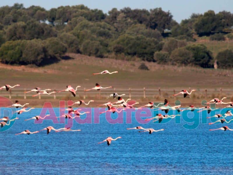 Imagen de la Laguna de la Dehesa de Abajo en periodos previos a la sequía actual / David Sánchez