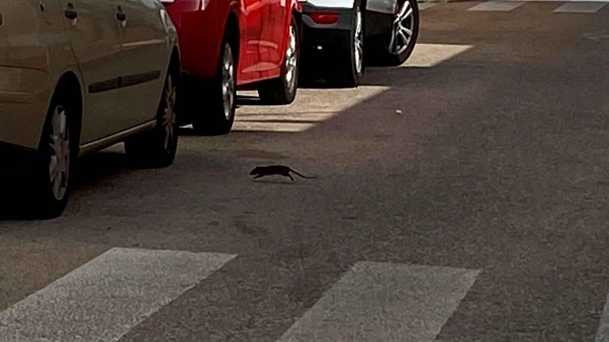 imagen de ratas en Bormujos / AD