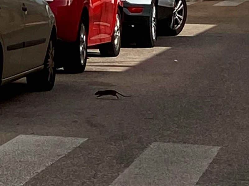 imagen de ratas en Bormujos / AD