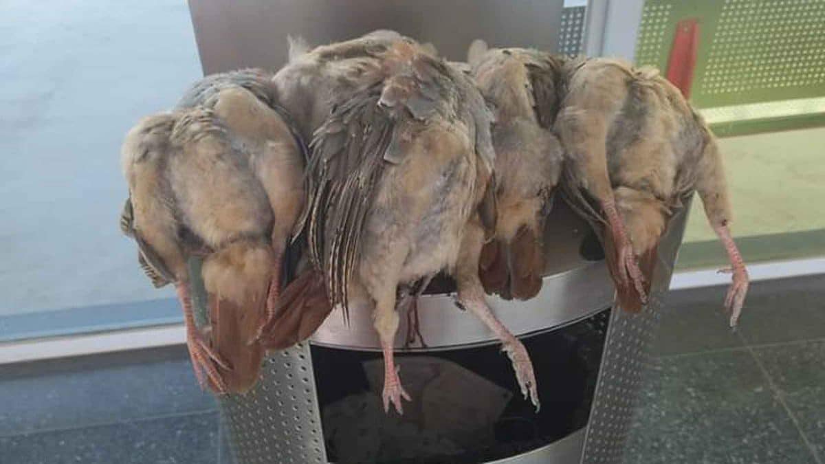 Imágenes de perdices muertas en la estación de Cercanías Valencina-Santiponce / AD