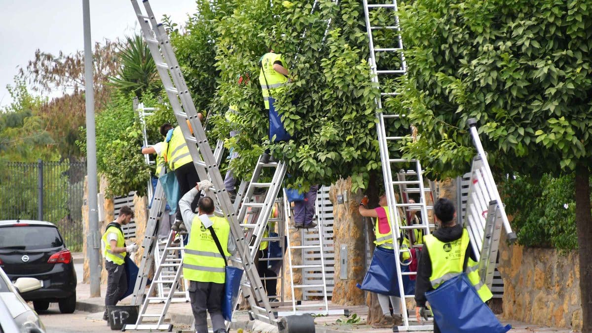 Imagen de recogida de naranjas en Tomares / AD