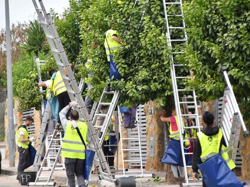 Imagen de recogida de naranjas en Tomares / AD
