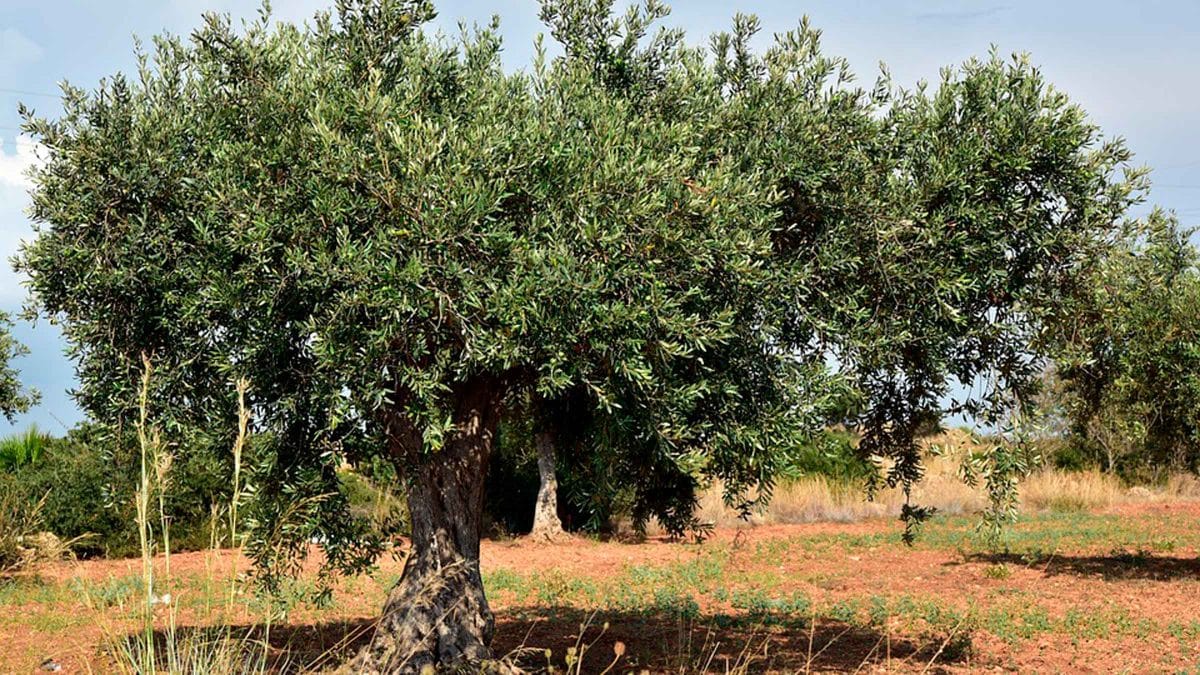 Imagen de un olivar / AD