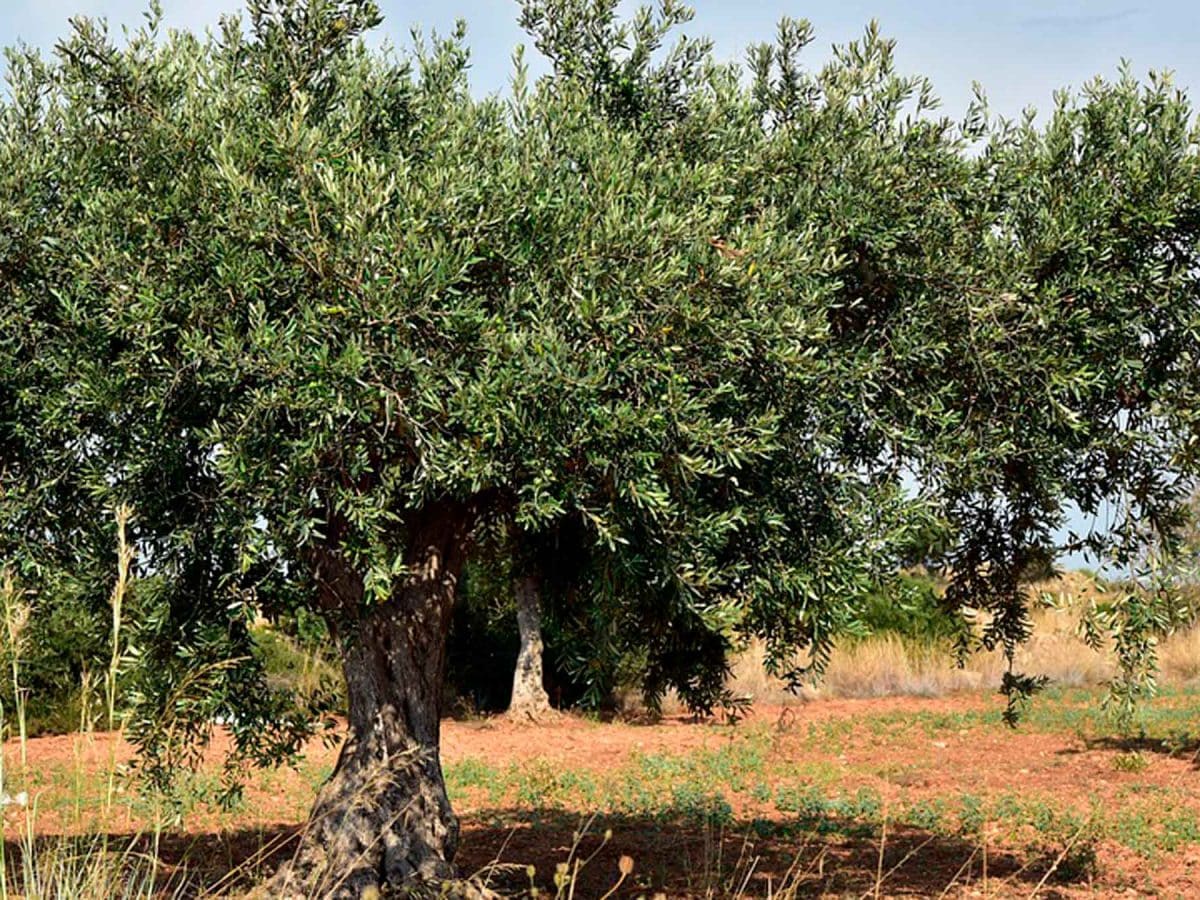 Imagen de un olivar / AD