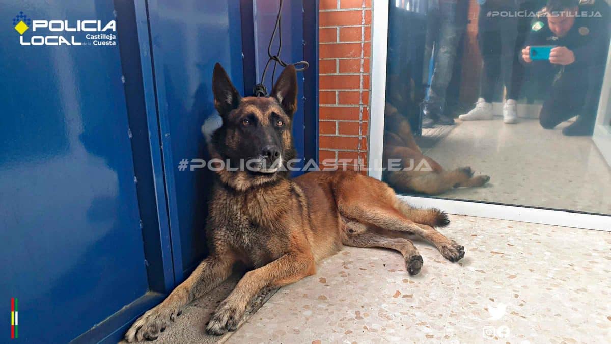 Imagen del perro de la A-49 / AD