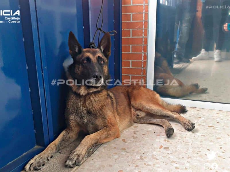 Imagen del perro de la A-49 / AD