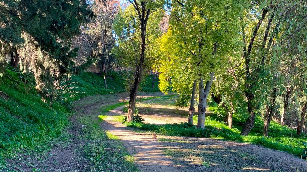 Imagen del Bosque de Valencina objeto de la petición de los vecinos de la localidad / AD