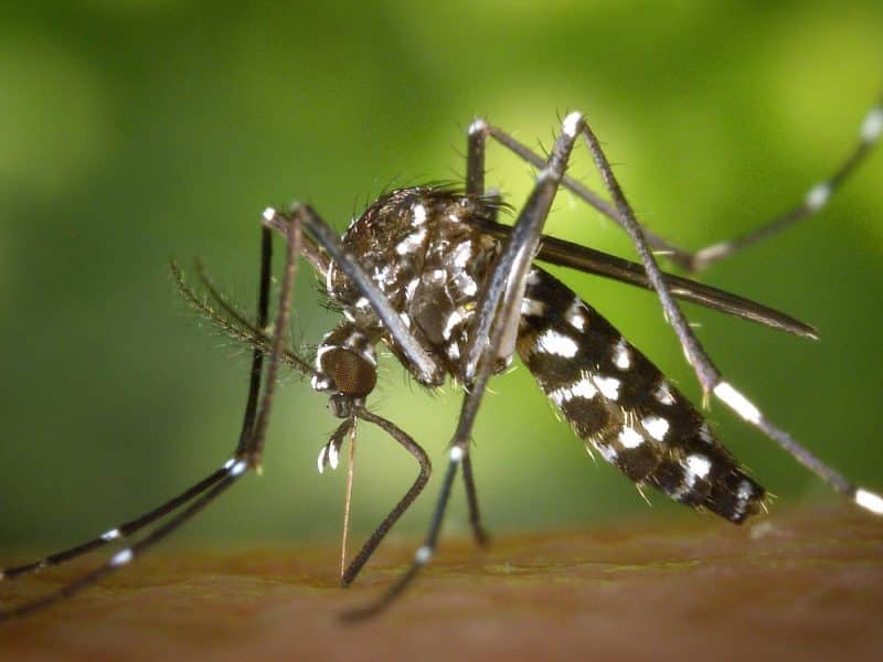 Controlar a estos mosquitos es clave en la lucha contra el Virus del Nilo
