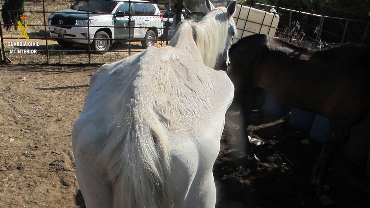 Un caballo en severo estado de desnutrición encontrado en esta ubicación