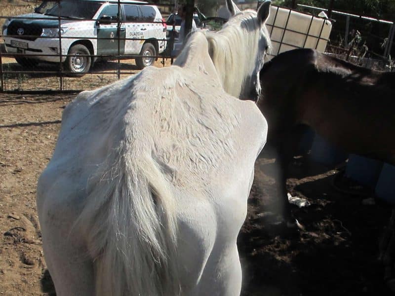 Un caballo en severo estado de desnutrición encontrado en esta ubicación