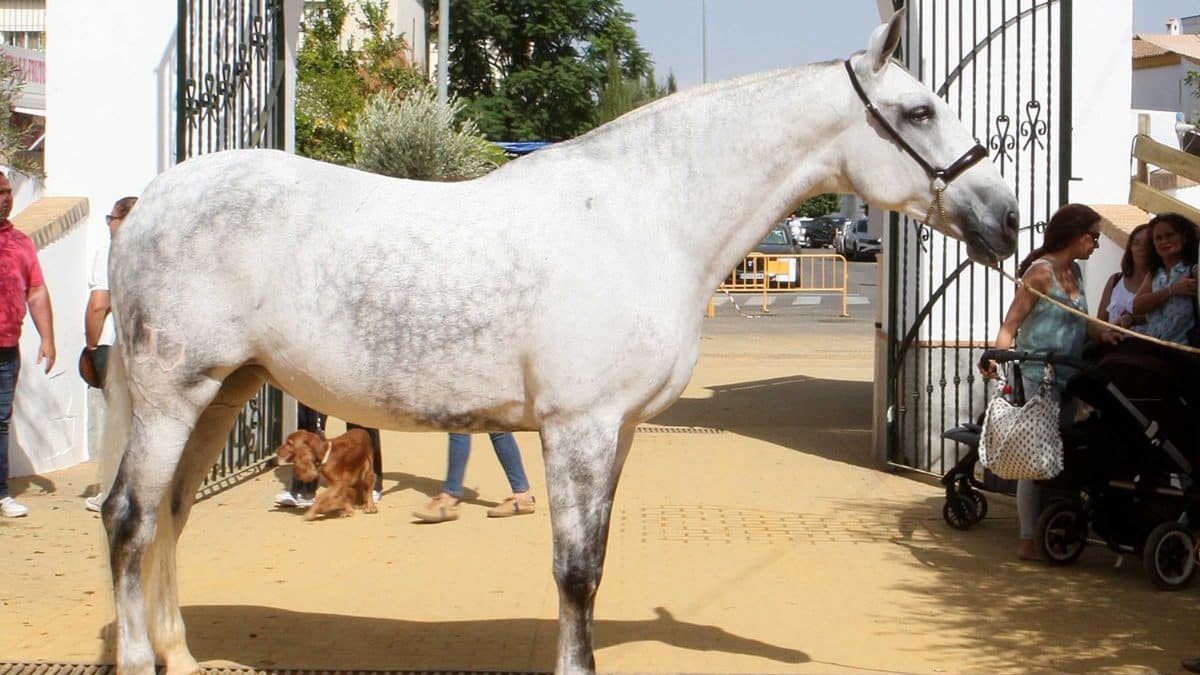Pura raza de la anterior edición de Una Pará en Gines
