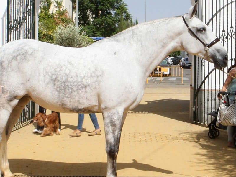 Pura raza de la anterior edición de Una Pará en Gines