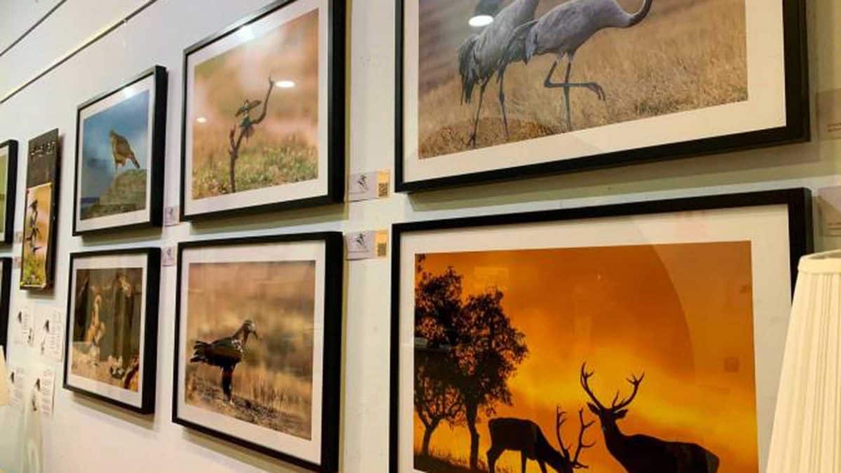 Edición anterior del concurso fotográfico «Miradas» temática de Doñana