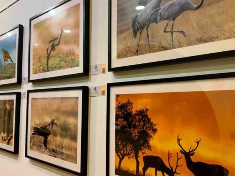 Edición anterior del concurso fotográfico «Miradas» temática de Doñana
