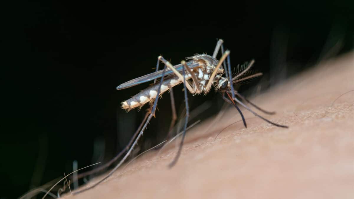 Archivo - Imagen de recurso de un mosquito transmisor del VNO - JUNTA DE ANDALUCÍA - Archivo
