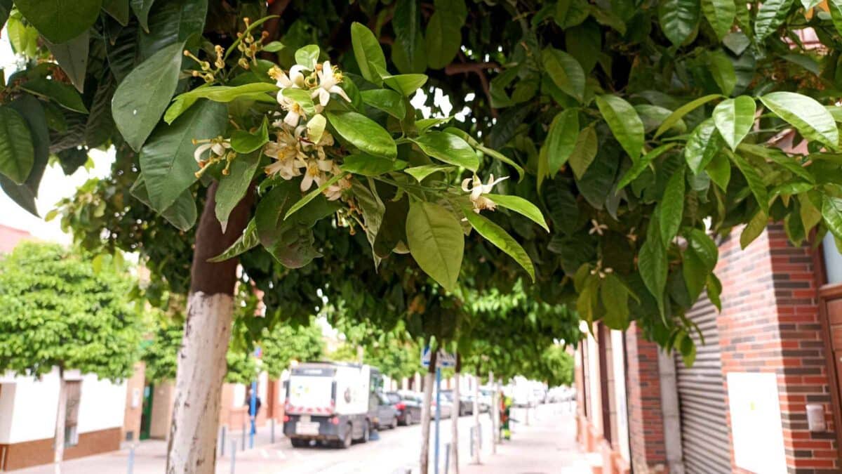 Tratamiento de naranjos en Mairena del Aljarafe/ AD