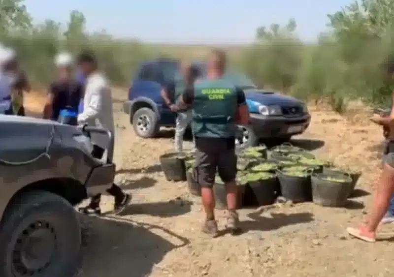 La Guardia Civil impide un robo de casi media tonelada de aceitunas en Albaida