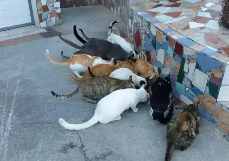 Archivo - Varios gatos de una colonia felina. - RRSS COLEGIO DE VETERINARIOS DE MÁLAGA - Archivo