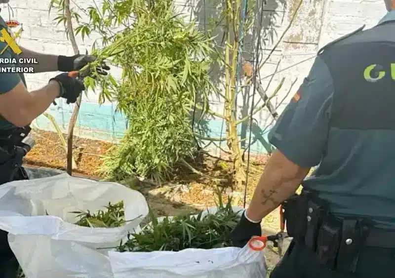 Agentes de la Guardia Civil desmantelando plantaciones de marihuana. - GUARDIA CIVIL
