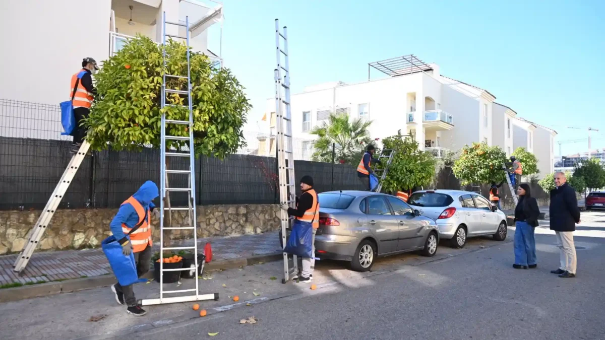 Campaña sostenible de recogida de naranja amarga en la localidad. - AYTO.DE TOMARES
