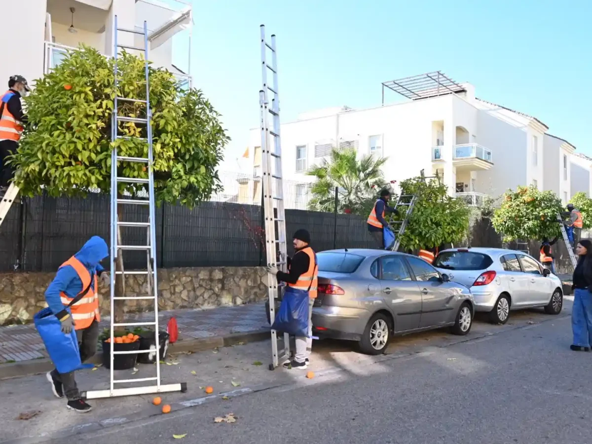 Campaña sostenible de recogida de naranja amarga en la localidad. - AYTO.DE TOMARES