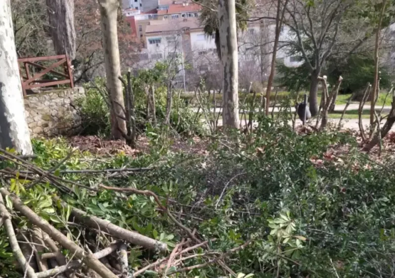Las labores de poda de los árboles de Coria - Ayuntamiento de Coria