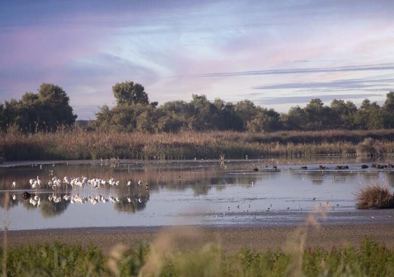 Paraje Natural del Brazo del Este. - Ayuntamiento de Coria del Río