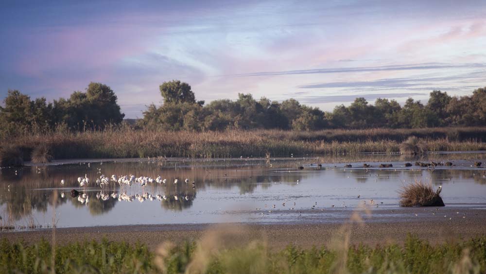 Paraje Natural del Brazo del Este. - Ayuntamiento de Coria del Río
