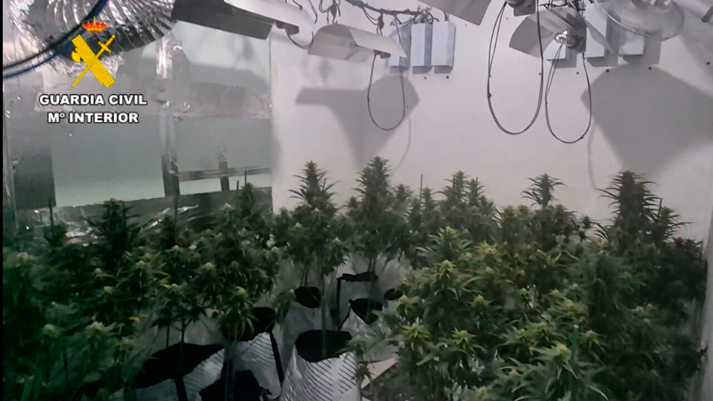 Marihuana en Bormujos