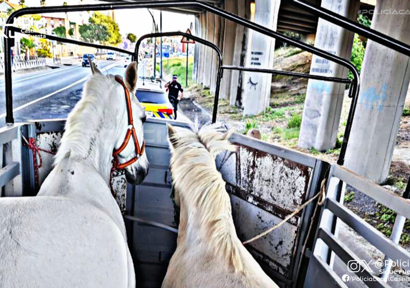 Caballos dentro de un vehículo. - Policía Local de Castilleja de la Cuesta