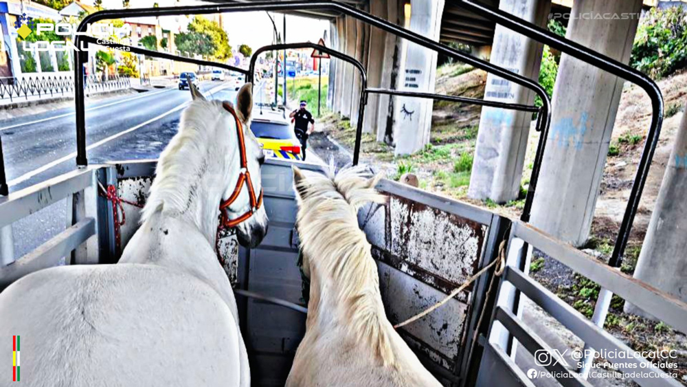 Caballos dentro de un vehículo. - Policía Local de Castilleja de la Cuesta