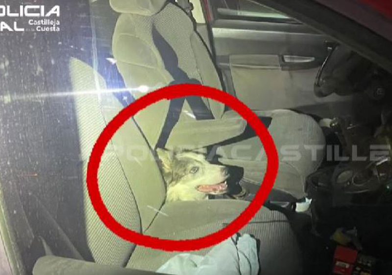 Perro atrapado dentro de un vehículo en Castilleja de la Cuesta. - Policía Local de Castilleja