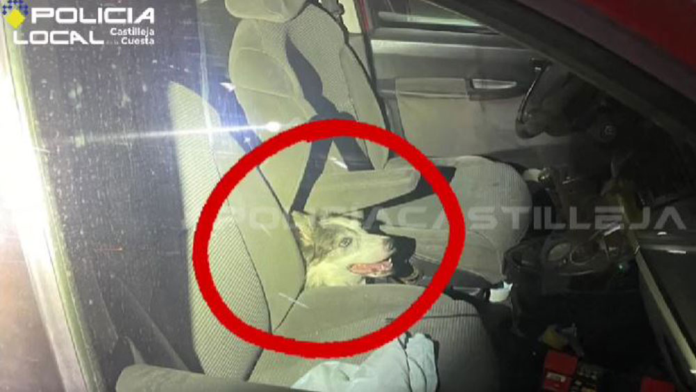 Perro atrapado dentro de un vehículo en Castilleja de la Cuesta. - Policía Local de Castilleja